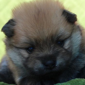 chiot Spitz allemand SABLE TÉA Elevage DA VIKEN-chiots d'apparence Spitz