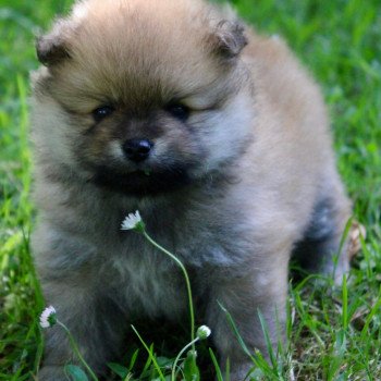 chiot Spitz allemand SABLE CLAIR THEMIS Elevage DA VIKEN-chiots d'apparence Spitz