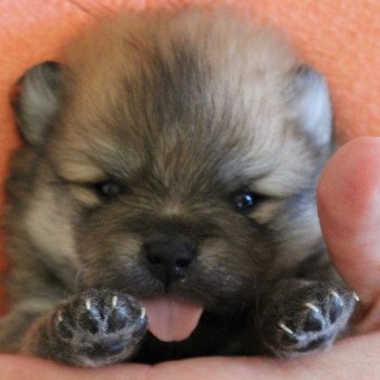 chiot Spitz allemand fauve charbonné THESEE DA VIKEN